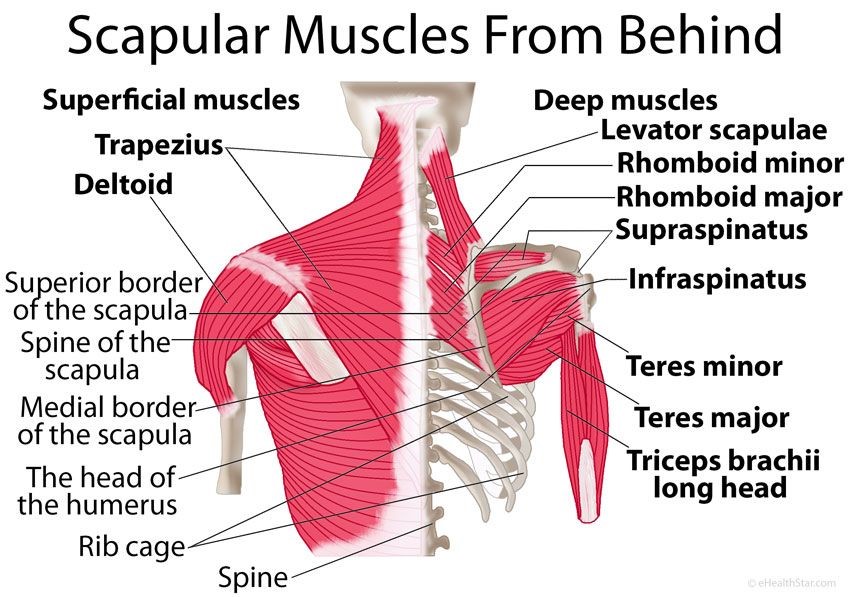The Benefits of Massage Therapy for Trapezius Strain